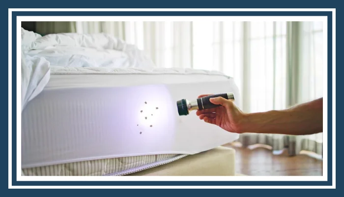Bed Bug Treatment