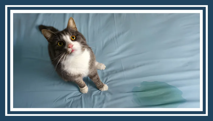 Pet Stain & Odor Removal